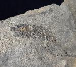 Pennaeus sp. FABRICIUS 1798 - Bild © FossNet FossilienStore